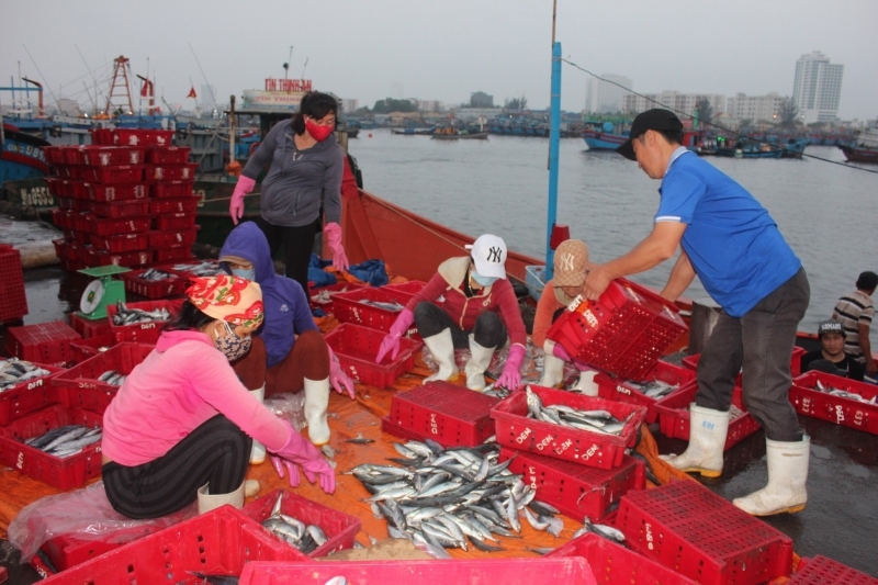 Ngư dân Đà Nẵng đảm bảo an toàn ra khơi mùa biển động