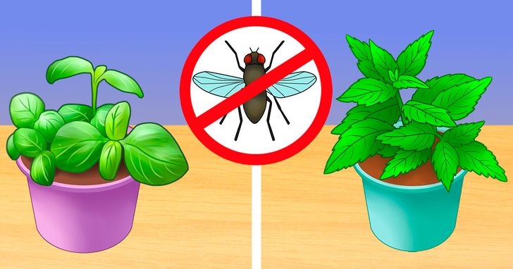 Những cách giúp loại bỏ côn trùng và hoá chất độc hại trong nhà bạn