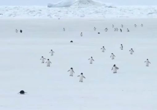 Bật cười trước video tua nhanh chim cánh cụt đi lại lắc lư như lật đật