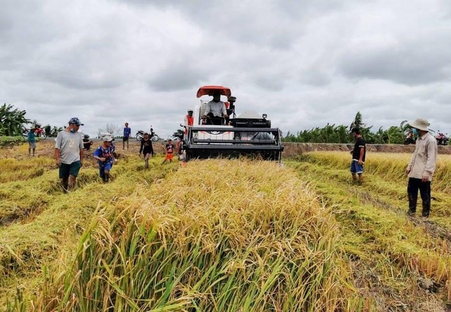 Điểm yếu nhất trong chuỗi giá trị lúa gạo là những người trồng lúa