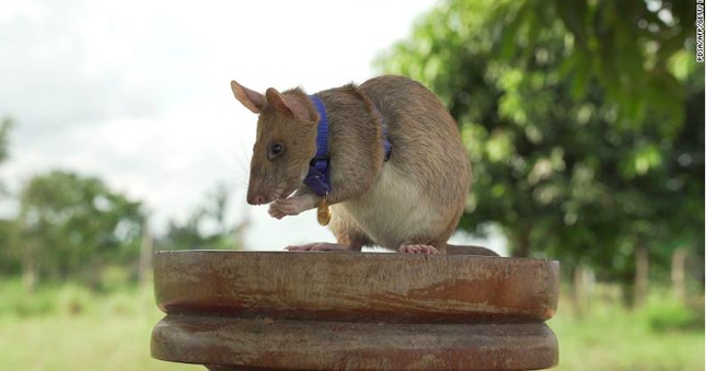 Chú chuột “anh hùng” giúp rà phá bom mìn tại Campuchia qua đời