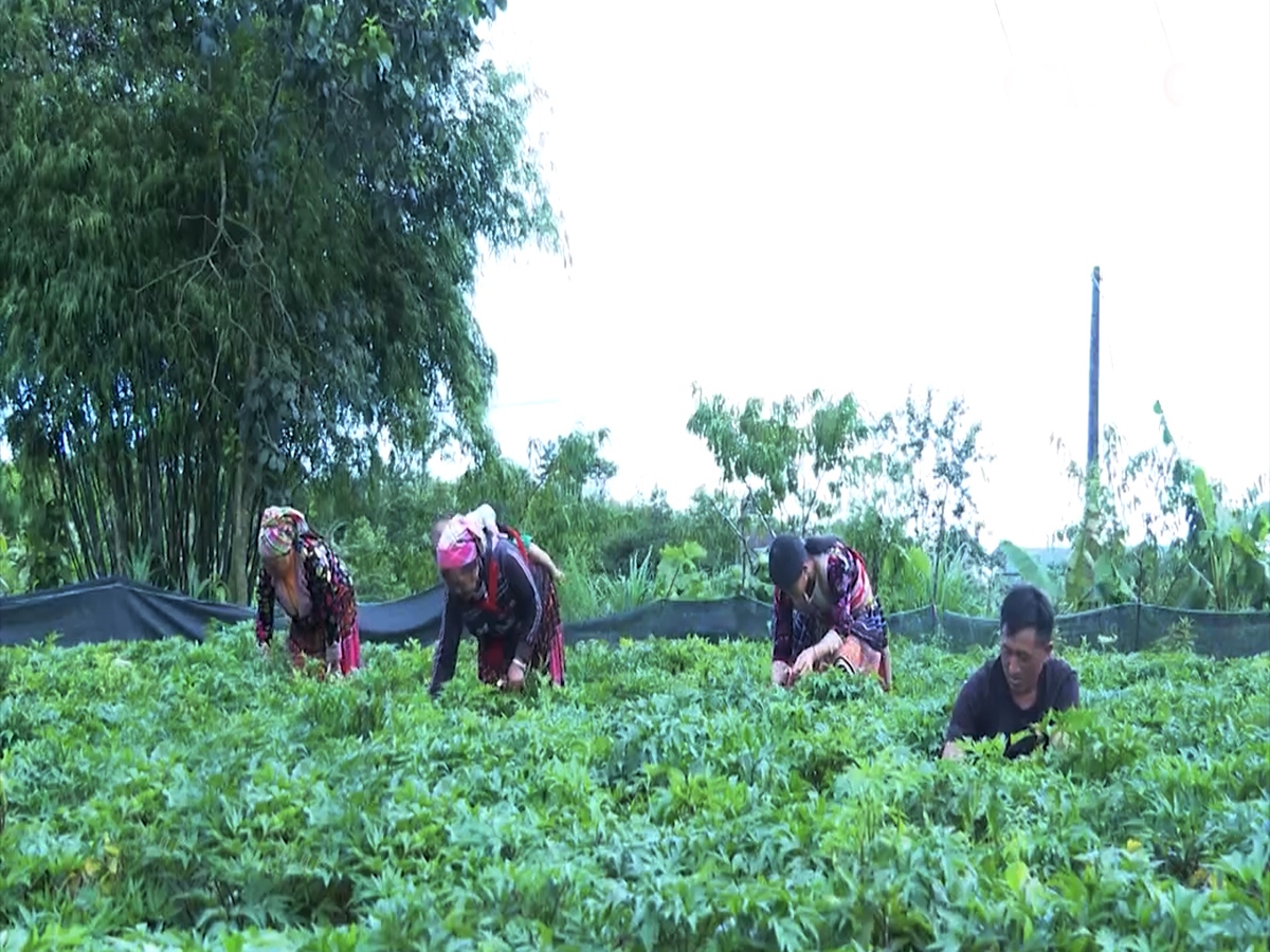 "Vườn no ấm" ở vùng cao Lai Châu