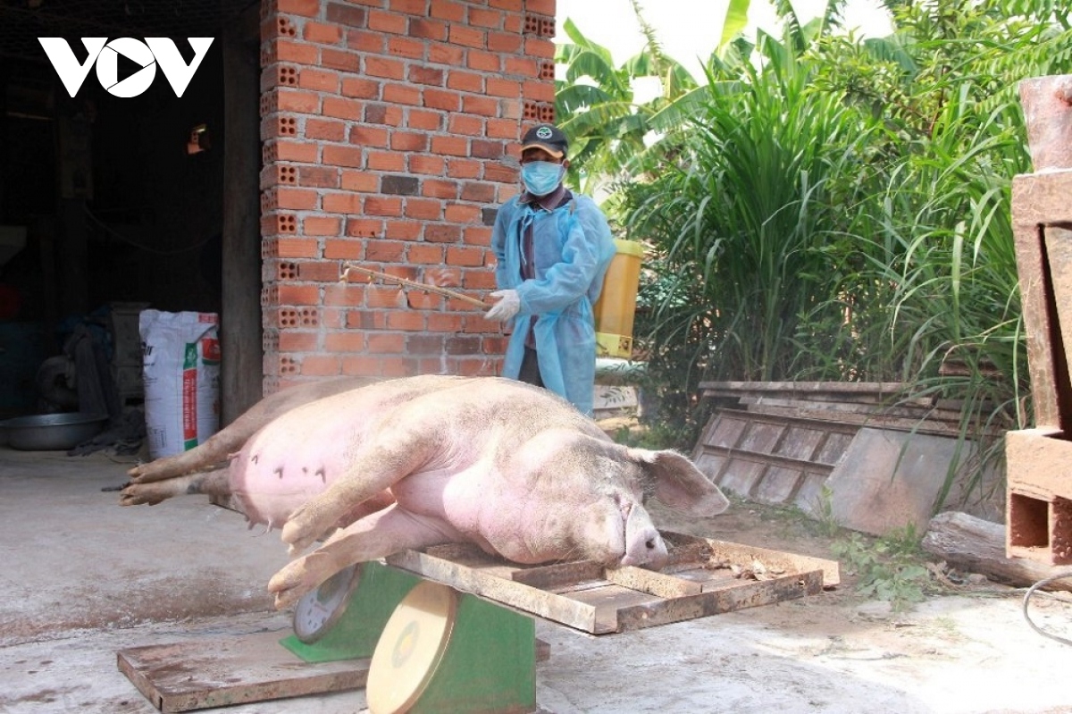 Sớm đưa vaccine dịch tả lợn Châu Phi ra thị trường trong năm nay