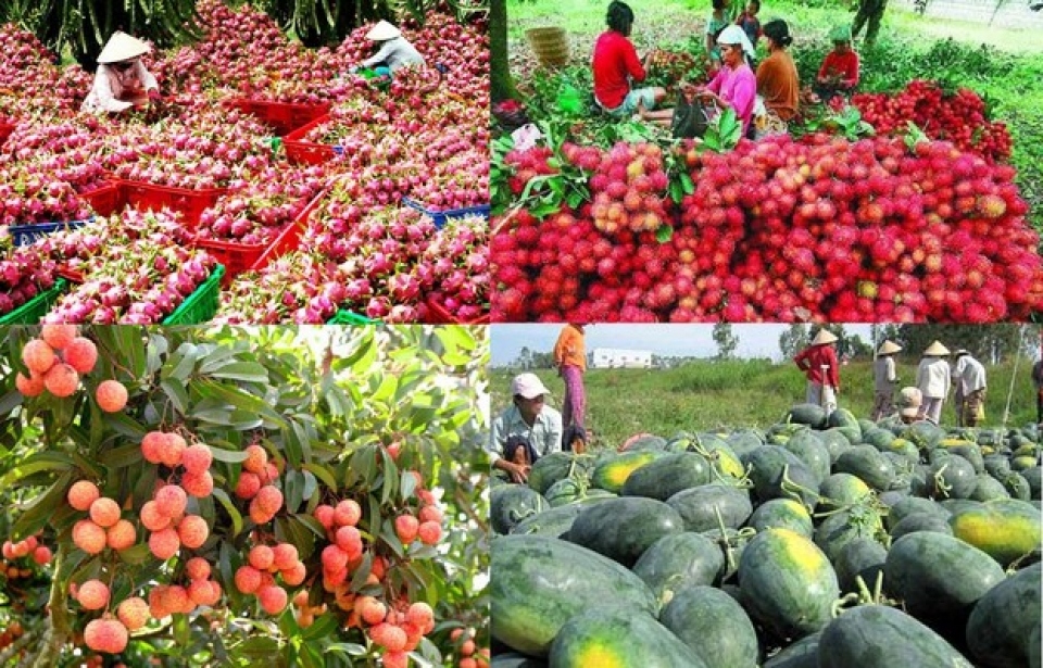Hơn 1.600 mã sản phẩm nông sản, thực phẩm được xuất khẩu sang Trung Quốc