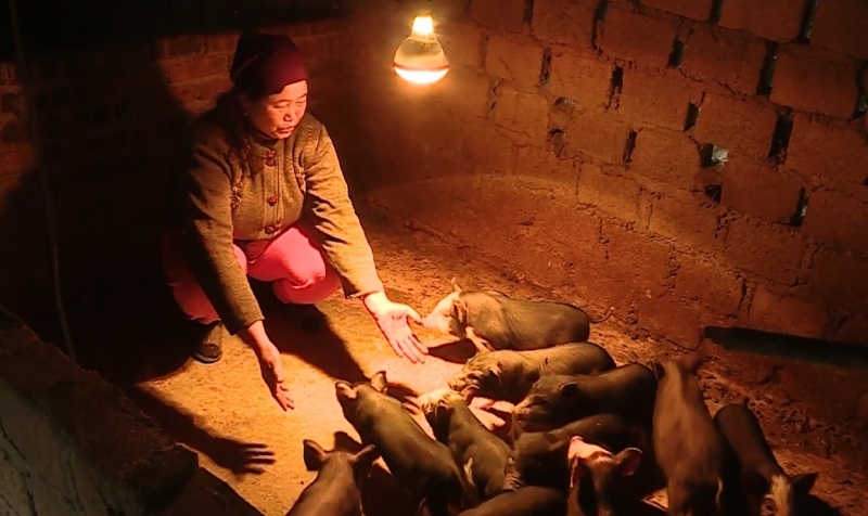 Nhiệt độ giảm sâu, người dân Sơn La chủ động bảo vệ đàn gia súc