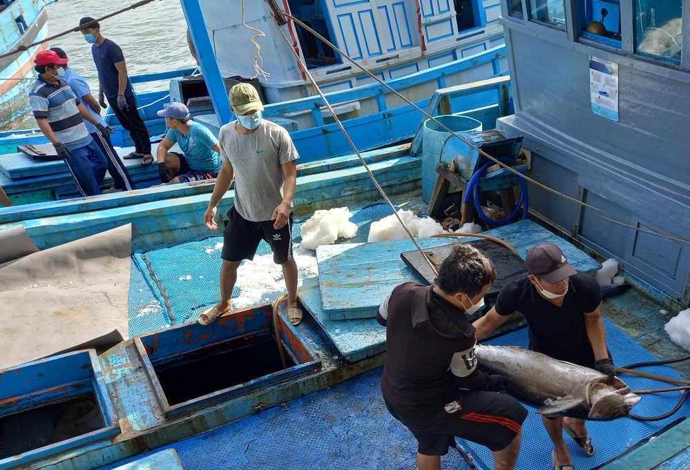 Ngư dân Khánh Hòa vui vì cá ngừ đại dương đánh xuyên Tết lập đỉnh giá
