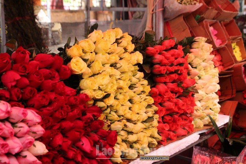 Gần ngày Valentine, giá hoa hồng Đà Lạt tăng gấp 2-3 lần