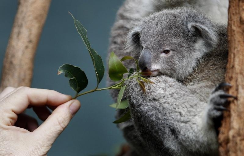 Australia cảnh báo nguy cơ gấu túi tuyệt chủng