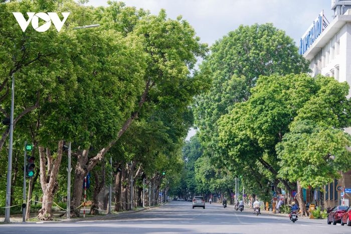 Hà Nội sẽ trồng trên 100.000 cây xanh dịp Xuân Nhâm Dần