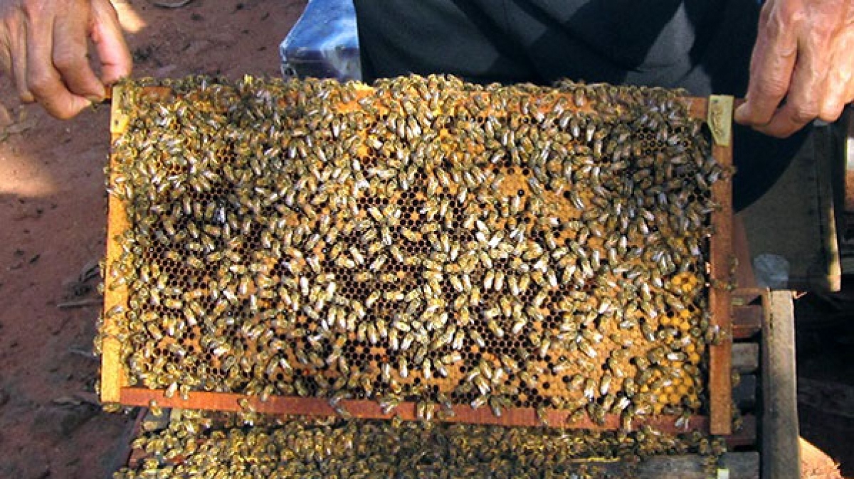 Bộ Ngoại giao lên tiếng việc Mỹ định áp thuế chống phá giá 400% với mật ong Việt Nam