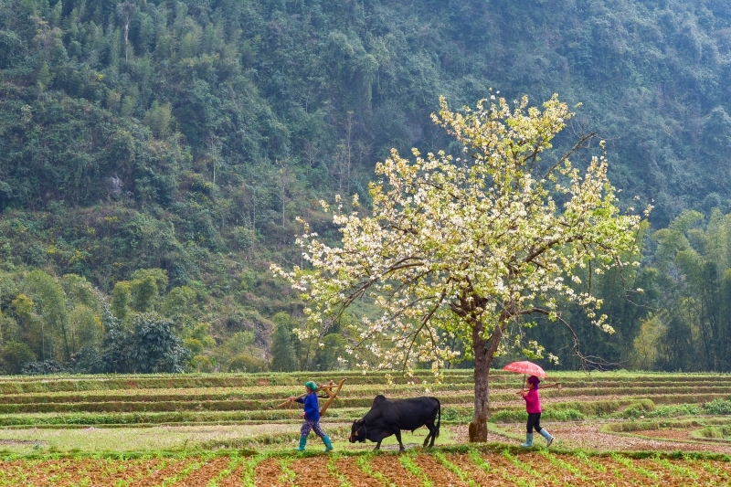 Mùa hoa lê đẹp như mơ dưới thung lũng Xuân Trường, Cao Bằng