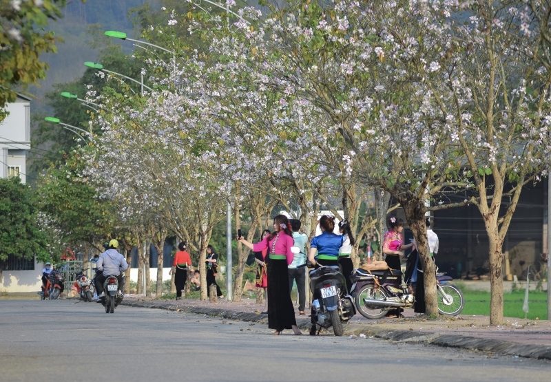 Thành phố Điện Biên Phủ rực rỡ hoa ban chào đón lễ hội