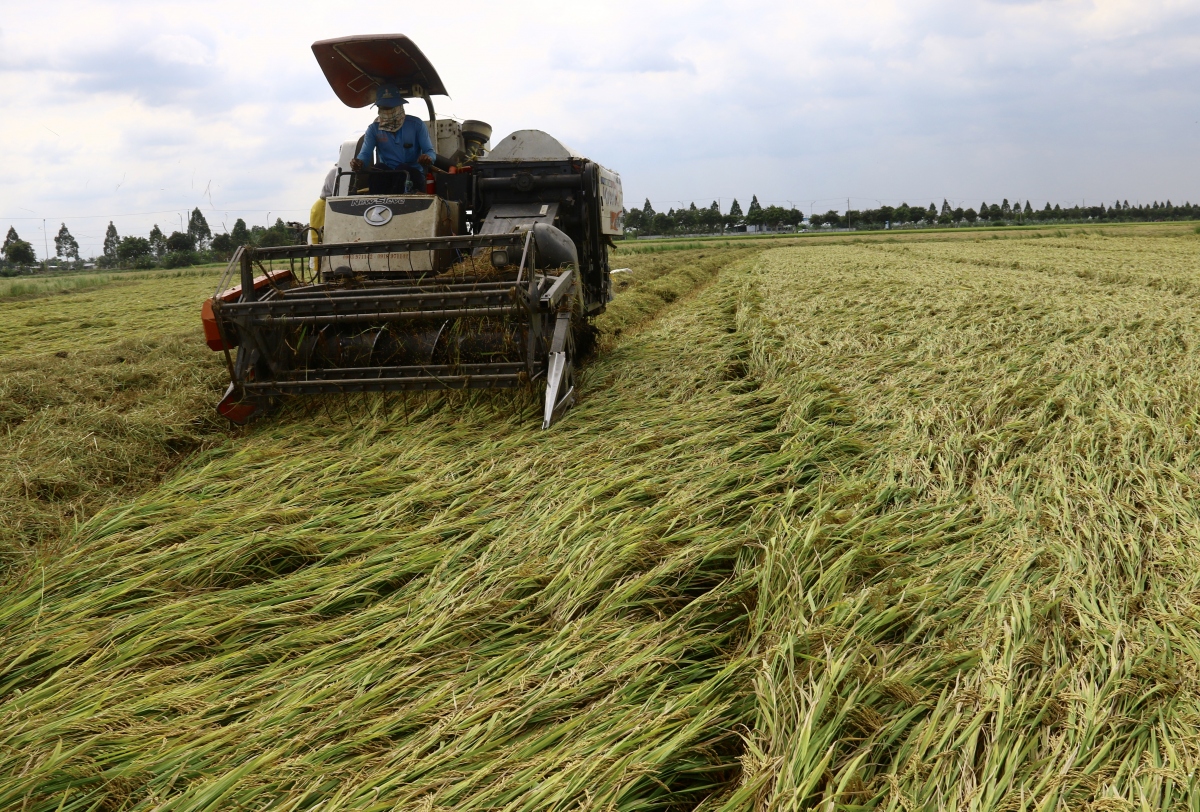 Mưa trái mùa gây thiệt hại nặng nhiều diện tích lúa Đông xuân ở Hậu Giang