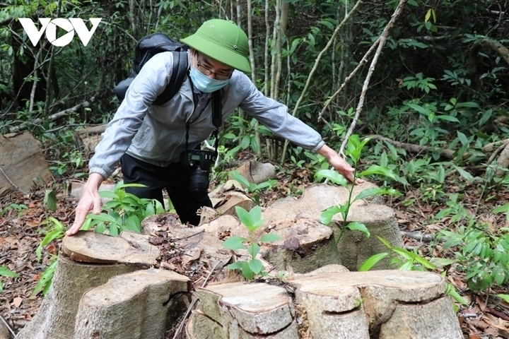 Khởi tố thêm 13 bị can trong vụ phá rừng ở khu vực Hòn Đót, Phú Yên