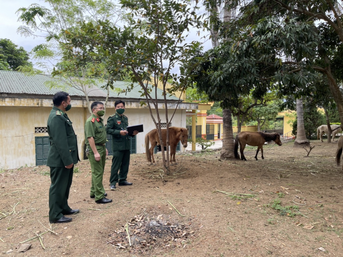 Vận chuyển trâu, bò, ngựa trái phép từ Lào vào Sơn La