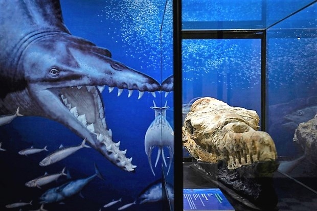 Peru công bố di tích hóa thạch cá voi 36 triệu năm tuổi