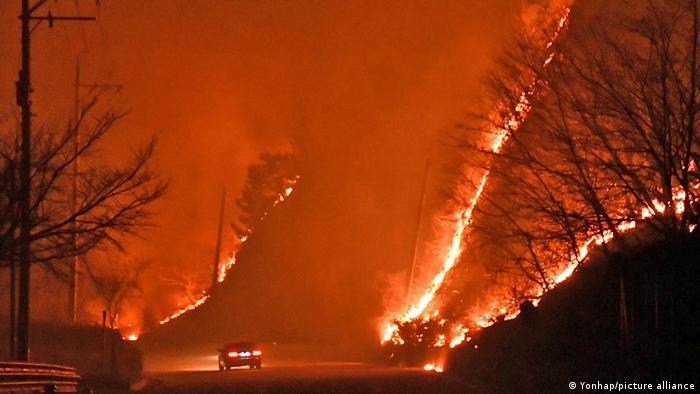 Hàn Quốc dập tắt đám cháy rừng lớn ở phía Đông sau hơn 200 giờ