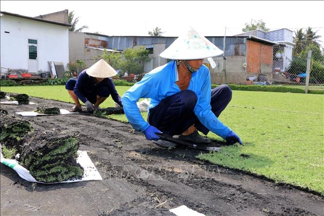 Trồng cỏ nhung giúp nhiều gia đình phát triển kinh tế