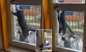 Bị nhốt ở bên ngoài, mèo cưng trổ tài mở cửa giúp cả "băng đảng" vào nhà