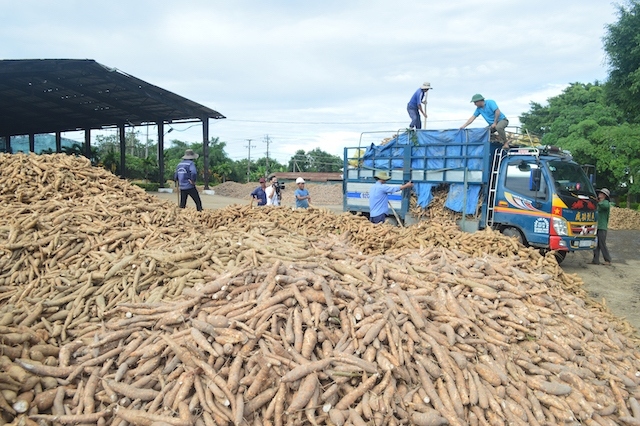 Một số doanh nghiệp nhập khẩu tinh bột sắn tại Trung Quốc “mất tích” từ lâu