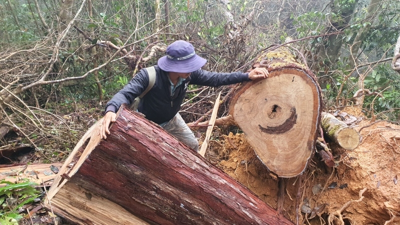 11 cây Pơmu bị chặt hạ, xẻ gỗ ngay trên dãy Chư Yang Sin ở Đắk Lắk