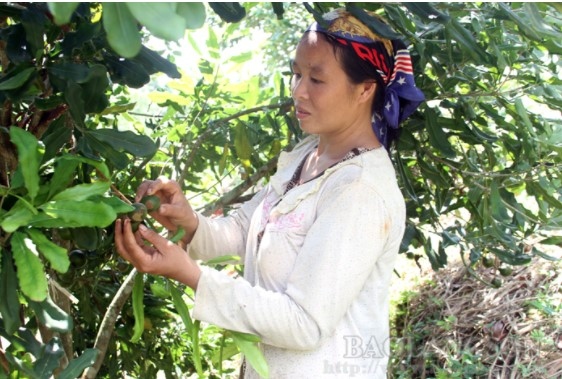 Tiềm năng phát triển cây mắc ca ở Lạng Sơn