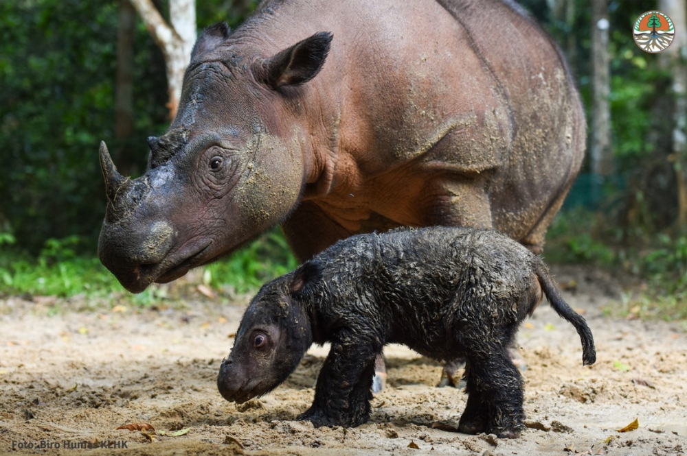 Tê giác Sumatra quý hiếm sinh con tại Vườn quốc gia Way Kambas, Indonesia