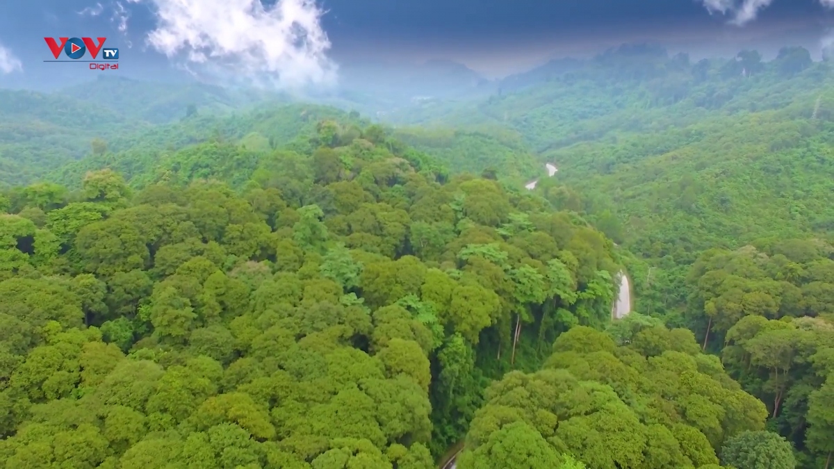 Rừng săng lẻ - vẻ đẹp nguyên sinh nơi núi rừng xứ Nghệ