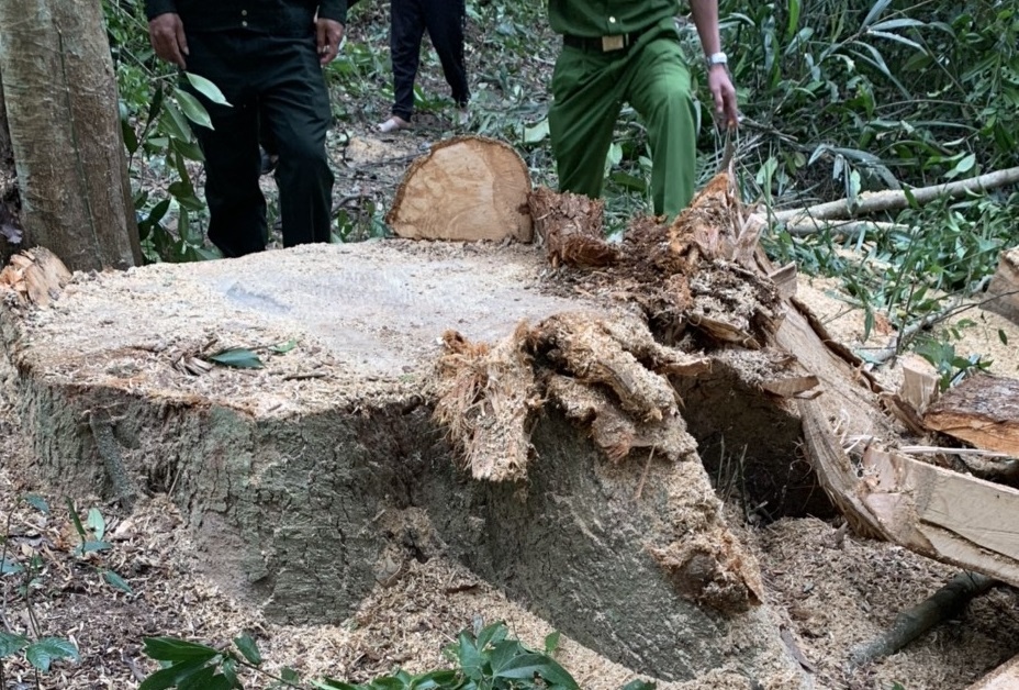 Khởi tố vụ án khai thác trái phép 3 cây gỗ dổi ở Bình Định