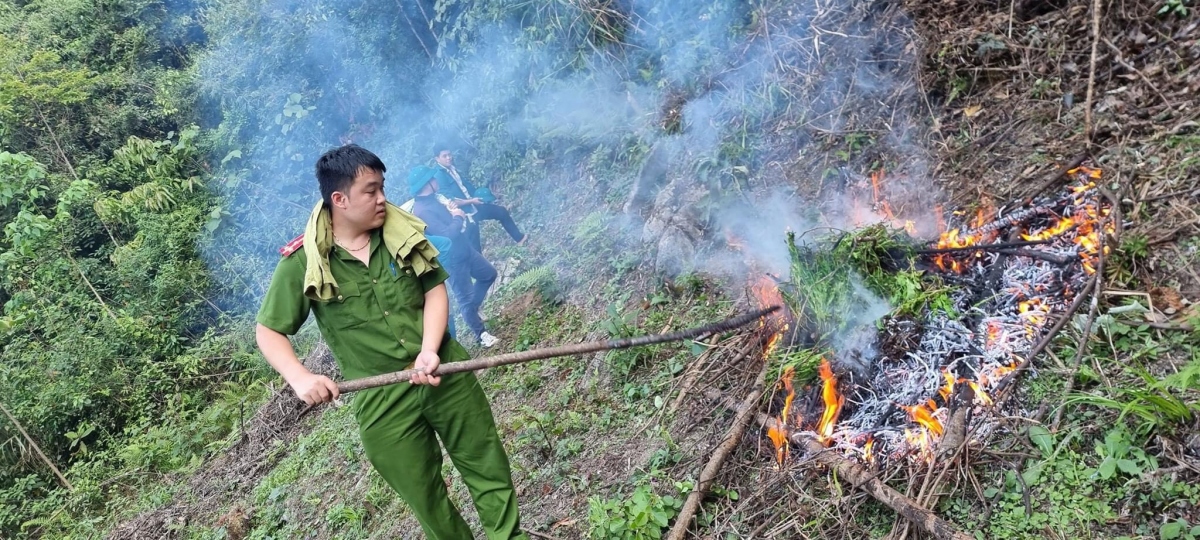 Phát hiện diện tích thuốc phiện trồng trong rừng sâu ở Cao Bằng