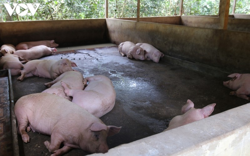 Bộ Nông nghiệp thành lập 35 đoàn kiểm tra phòng, chống dịch tả lợn châu Phi