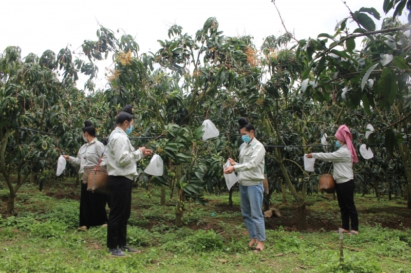 Sơn La dự kiến xuất khẩu hơn 28.000 tấn trái cây