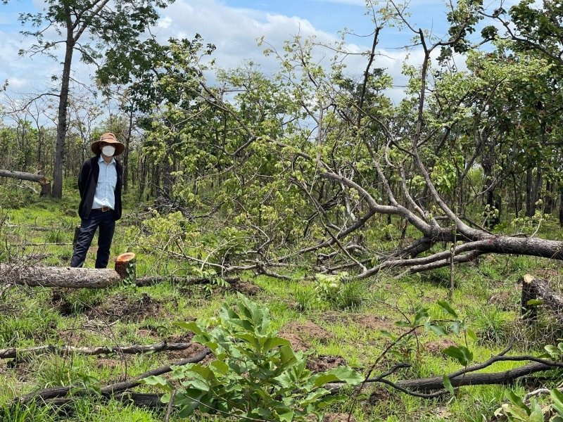 Tạm giữ nhóm đối tượng liên quan đến vụ phá gần 400 ha rừng ở Đắk Lắk