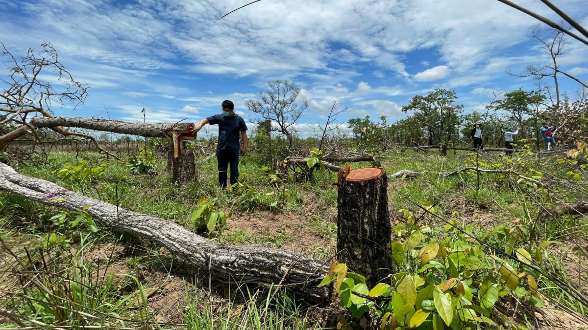 Khởi tố vụ phá gần 400 ha rừng ở Đắk Lắk