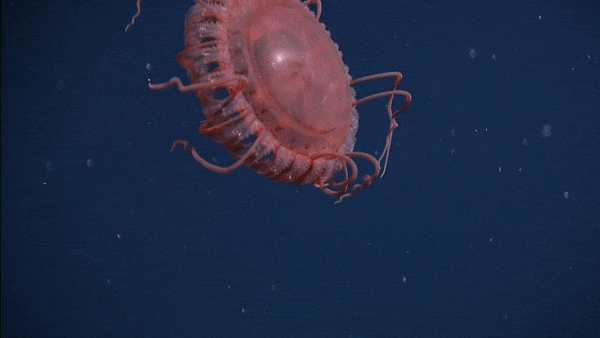 Hình ảnh về loài sứa vương miện lớn nhất từng được phát hiện