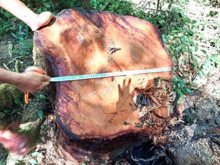 Truy nã 3 đối tượng khai thác trái phép gỗ hương tại Vườn quốc gia Kon Ka Kinh, Gia Lai