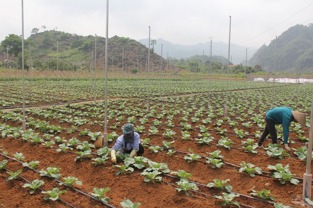 Sơn La hiện thực hóa khát vọng trở thành trung tâm ứng dụng nông nghiệp công nghệ cao