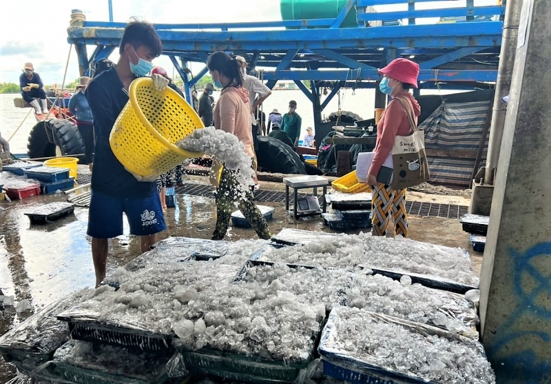 Cà Mau tích cực ngăn chặn các hành vi đánh bắt hải sản trái phép