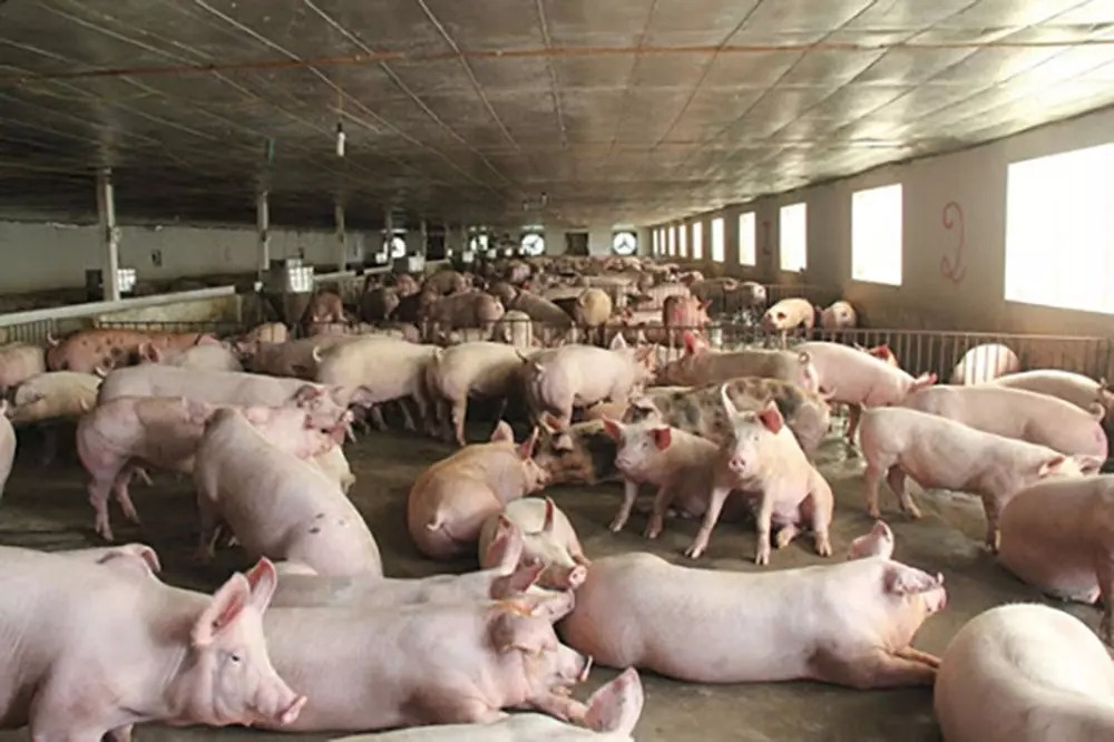 Giá thịt lợn hơi tăng mạnh, trên 60.000 đồng/kg