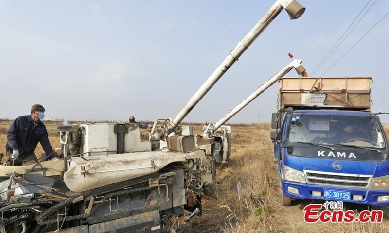 Trung Quốc gieo trồng “lúa biển” trên diện rộng