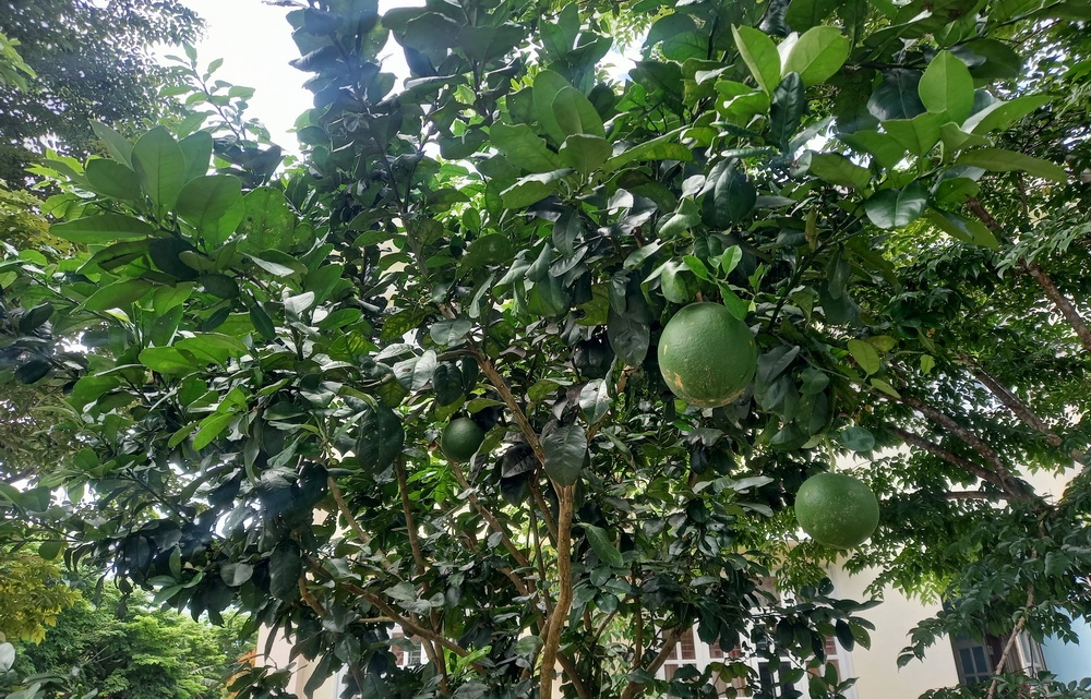 Quảng Nam chú trọng phát triển cây ăn quả ở miền núi, trung du