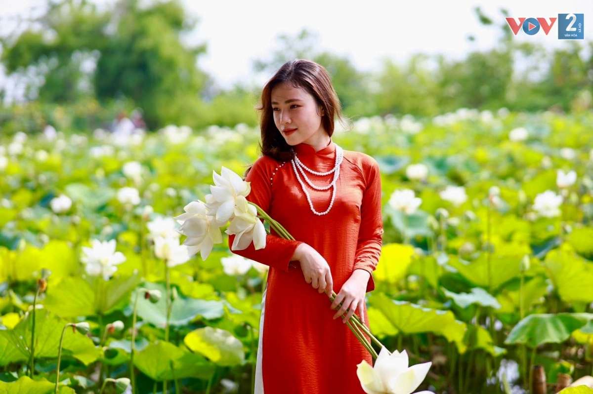 Ngắm đầm sen trắng tinh khôi ở ngoại thành Hà Nội