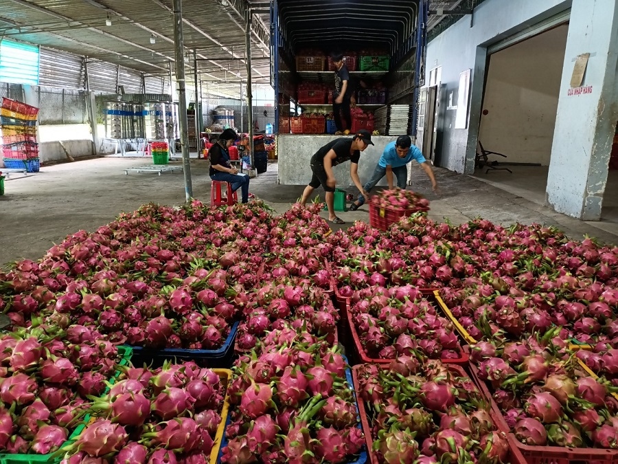 Giá thanh long tăng nhưng nhà vườn vẫn không vui