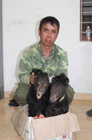 Điện Biên: Bắt giữ đối tượng mua bán trái phép 2 cá thể gấu ngựa