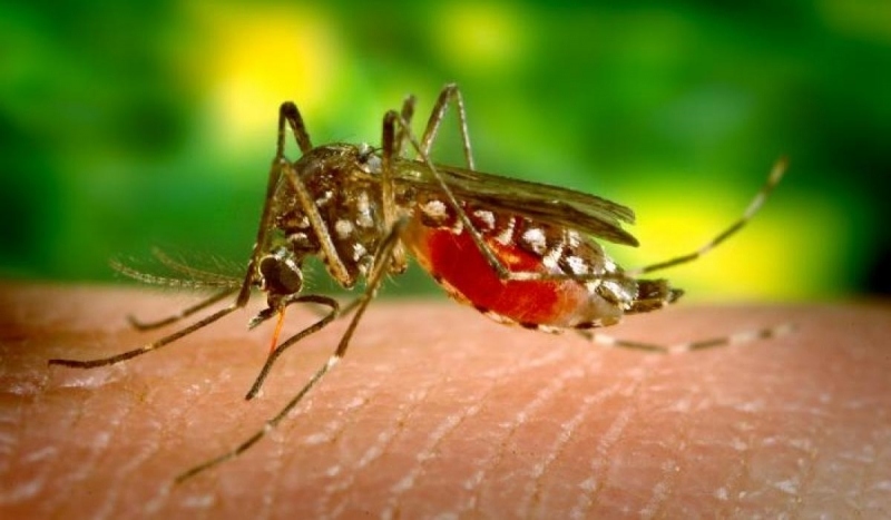 Australia phát hiện phương pháp điều trị bệnh sốt rét kháng thuốc