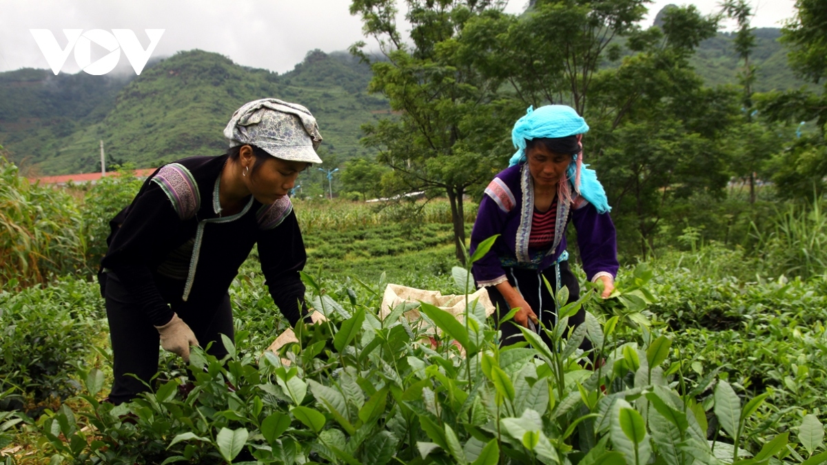 Lai Châu xúc tiến sản phẩm chè vào Trung Đông, Bắc Phi và Nam Á