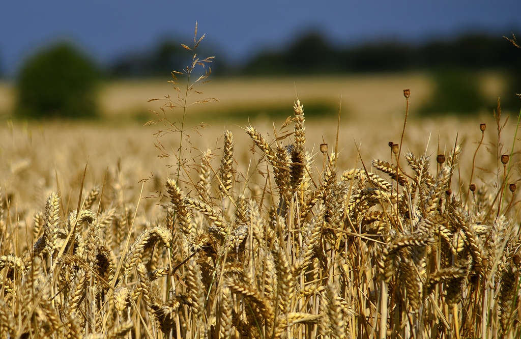 Thách thức cực lớn để đưa hơn 20 triệu tấn ngũ cốc ra khỏi Ukraine