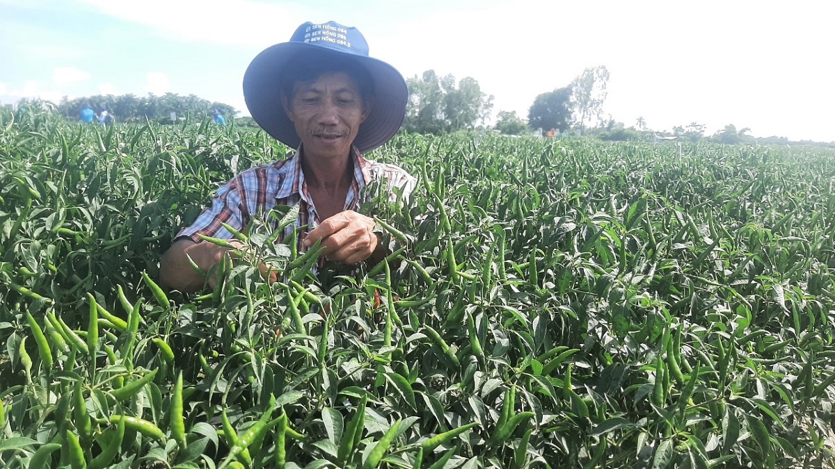 Trồng cây ớt luân canh dưới chân ruộng giúp nông dân Tiền Giang làm giàu