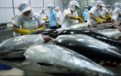 Local tuna exports surge during first half