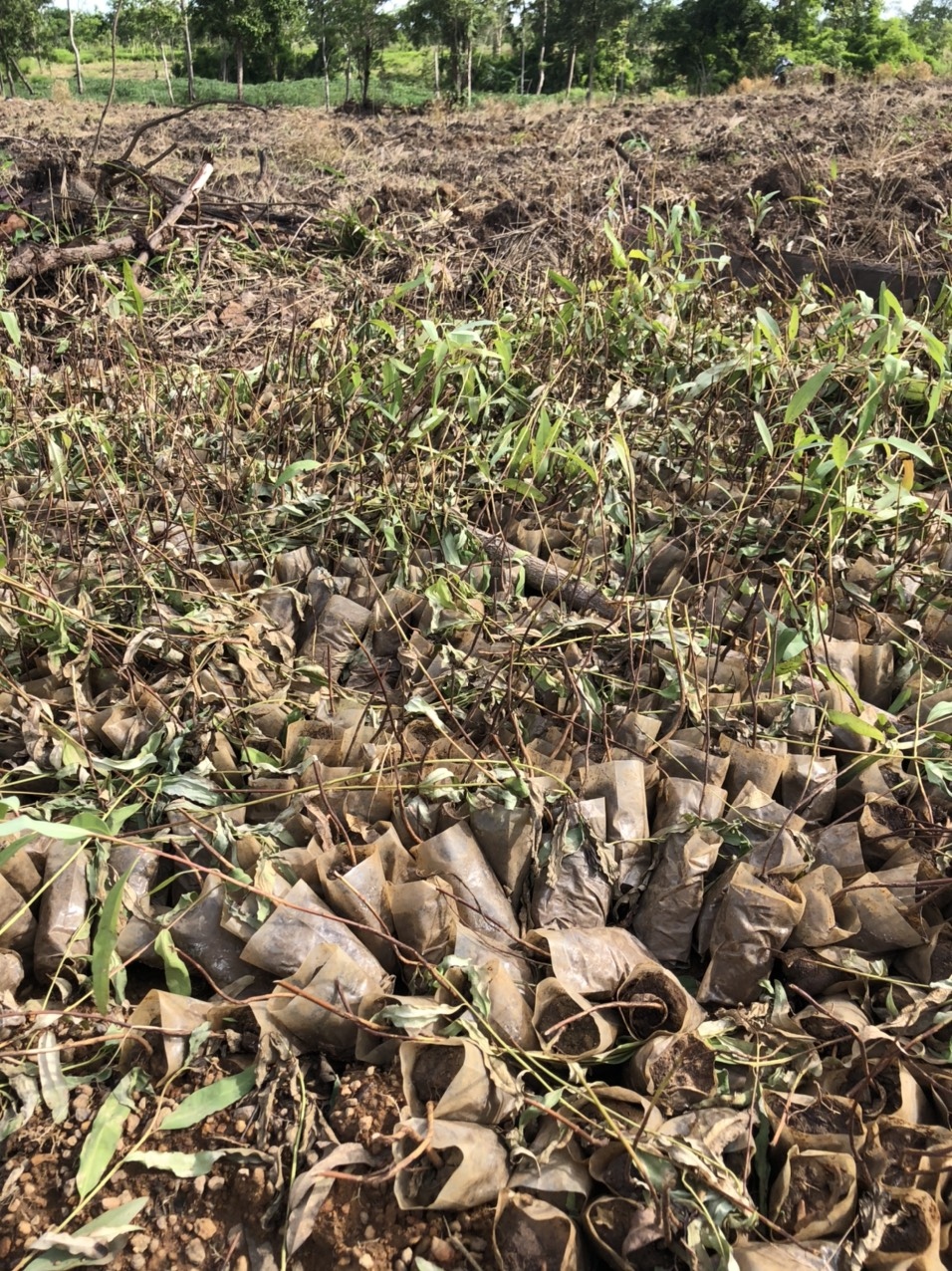 Điều tra vụ huỷ hoại 4.000 cây giống phục vụ trồng rừng ở Gia Lai